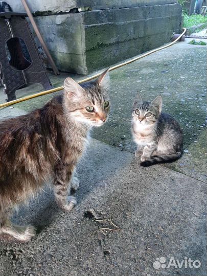 Котята 2 месяца