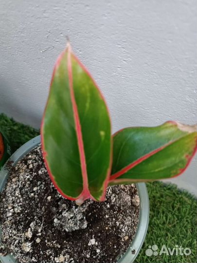 Аглаонема Крит