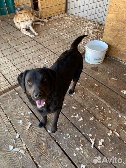 Собаки бесплатно в добрые руки