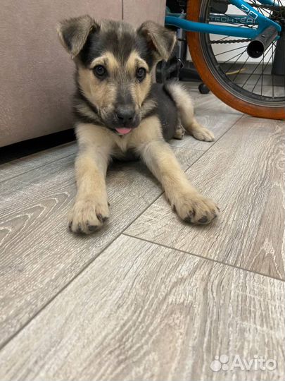 Щенок Девочка в добрые руки