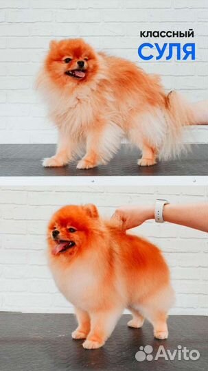 Груминг. Стрижка собак и кошек. Экспресс-линька