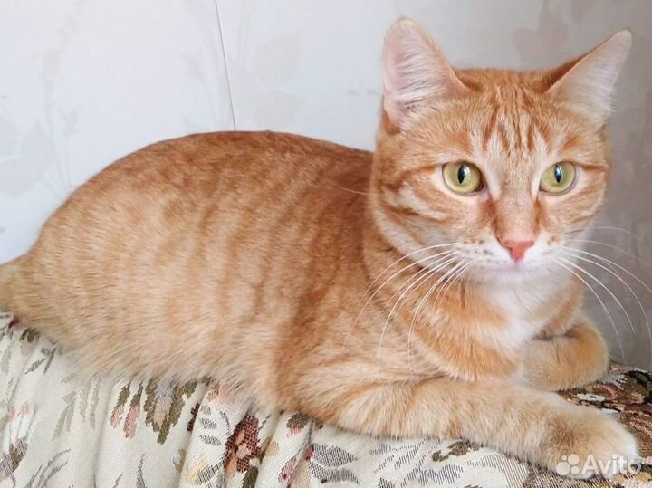 Кошь необыкновенная