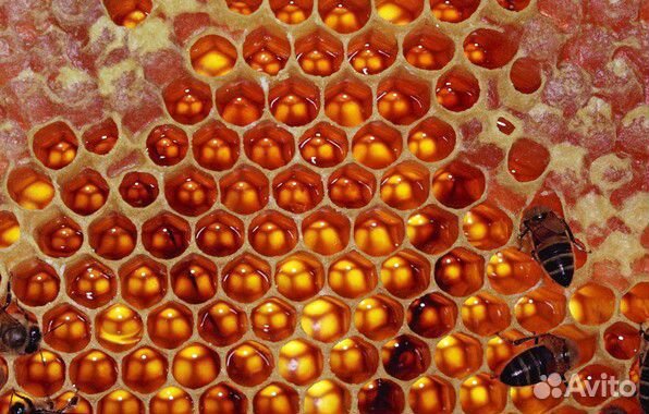 Мёд и прополис