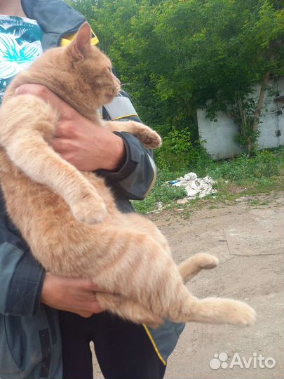 Котик ищет семью