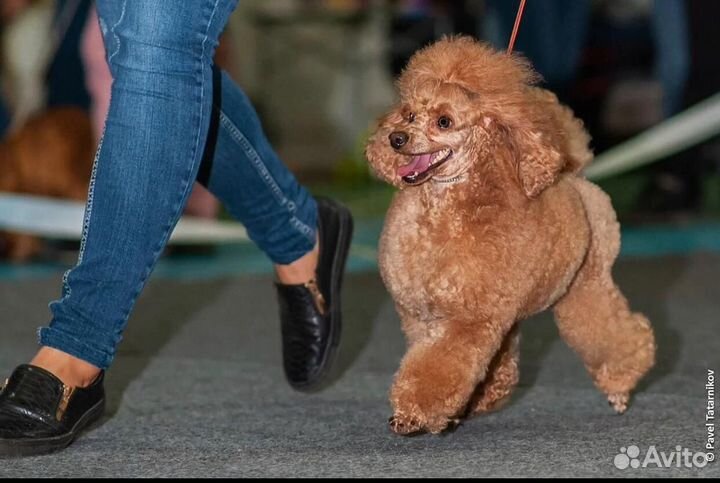 Той-пудель предлагается для вязки