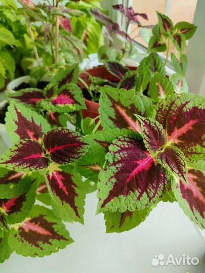 Комнатные растения