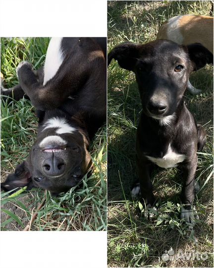 Щенок курцхаара в добрые руки