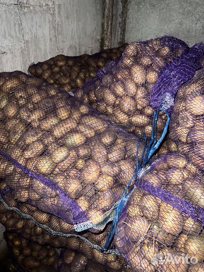 Семенной картофель сорт вега коломбо