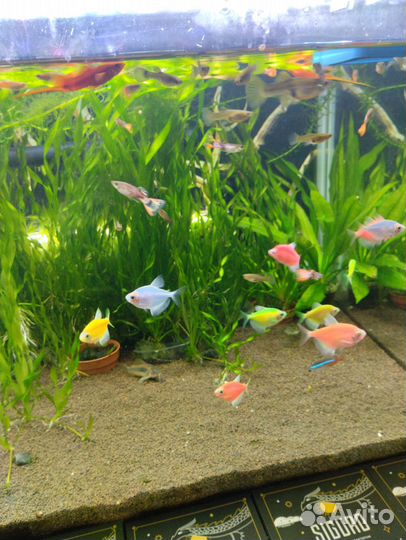 Рыбки аквариумные