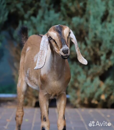 100 Англо-нубийский козлик