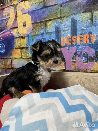 Йоркширский терьер щенки