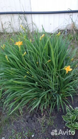 Лилейник кустом