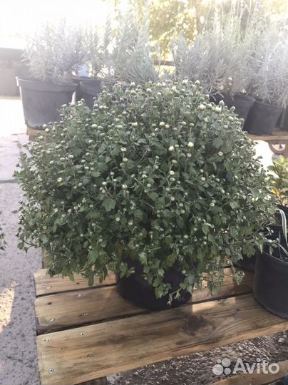 Хризантема мультифлора