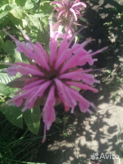 Монарда и другие многЛетние растения о