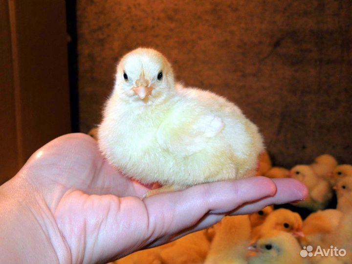 Бройлер вывод 04.06/10.06/13.06/21.06