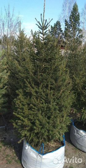 Сибирская ель экстра класс. Саженцы