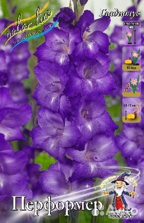 Гладиолусы сортовые, гофрированные, крупные