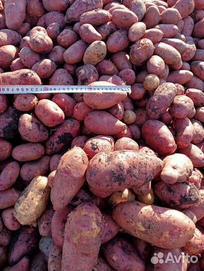 Картофель деревенский