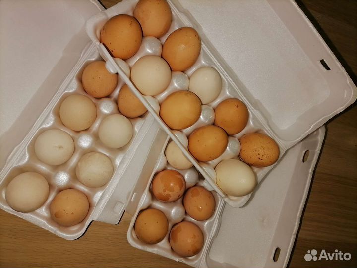 Домашние куриные яйца