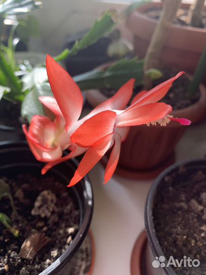 Декабристы разных расцветок