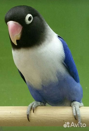 Масковые неразлучники