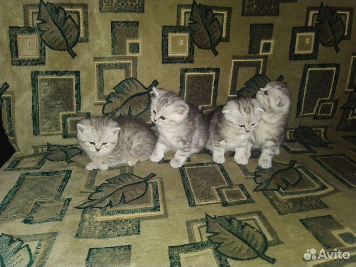 Британская