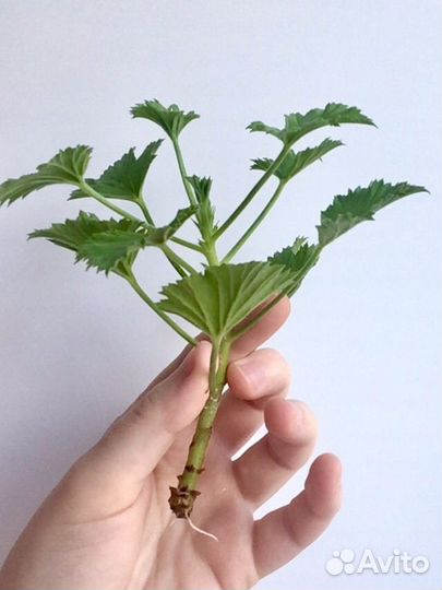 Пеларгония (герань)