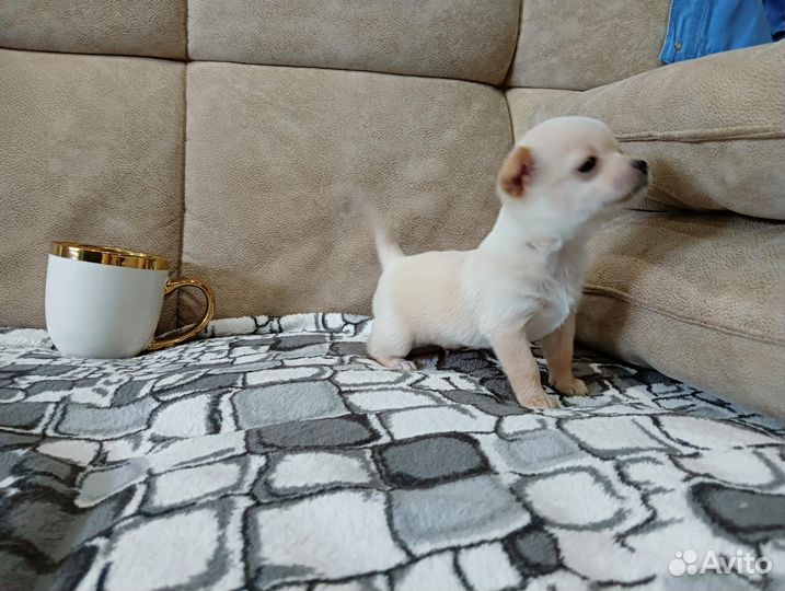 Щенки чихуахуа мини гладкошерстные