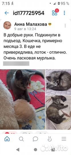 Котенок
