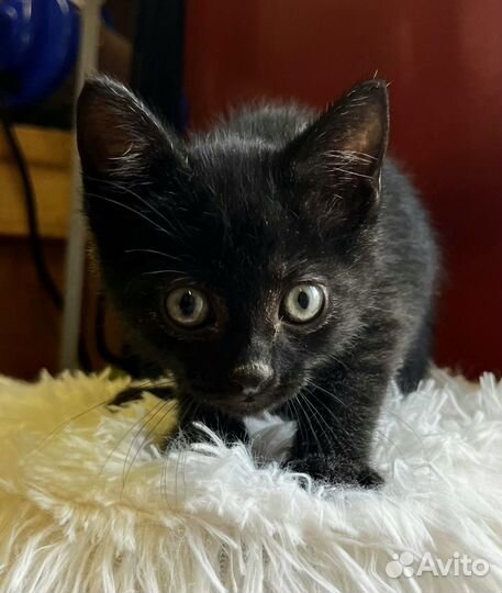 Черные и черно-белые котята ищут семьи