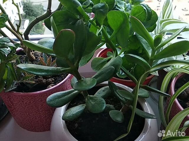 Толстянка денежное дерево