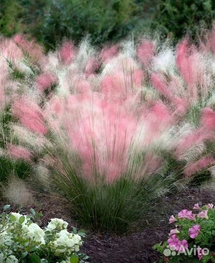 Мюленбергия волосовидная / Оленья трава