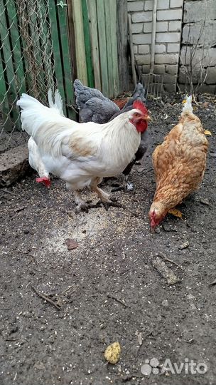 Куры молодки домашние