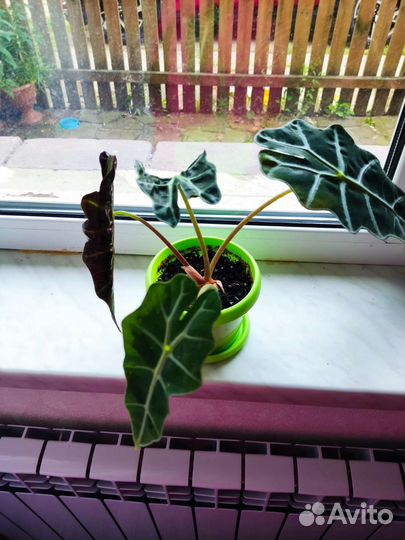 Алоказия полли