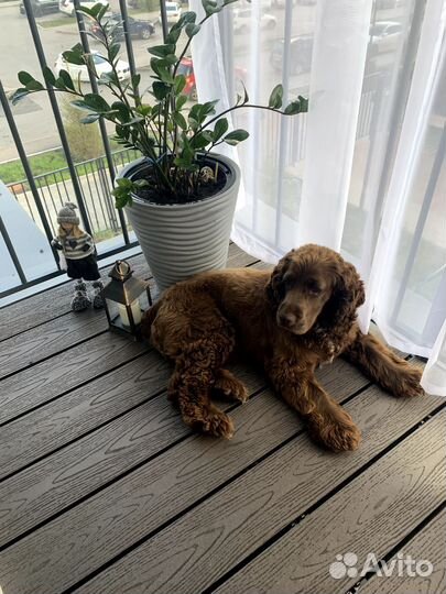 Кокер спаниель