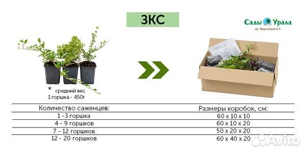 Роза шраб Лоран Каброль - саженцы зкс, Сады Урала