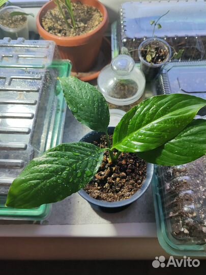 Спатифилум