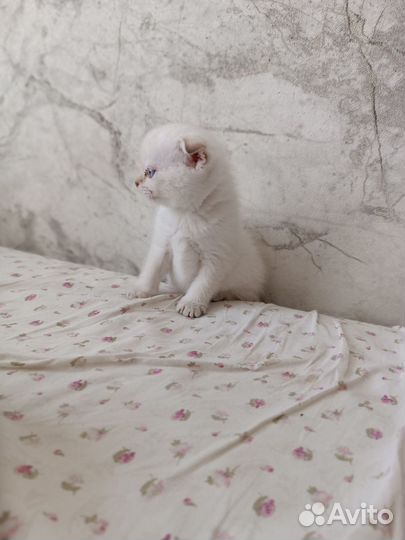 Шотландский котёнок