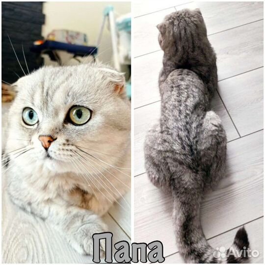 Шотландские вислоухие котята