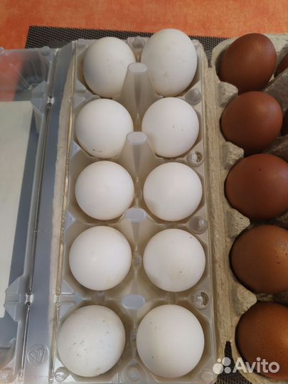 Инкубационные яйца и цыплята