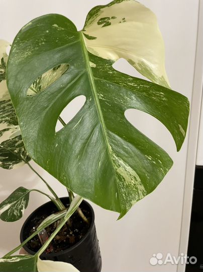 Монстера альба