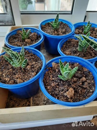 Алоэ пёстрое