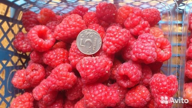 Саженцы малины