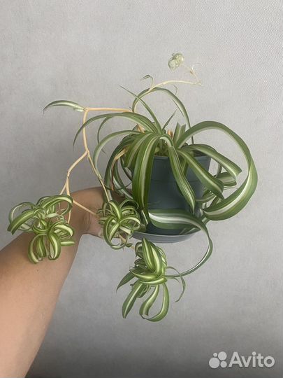 Хлорофитум кудрявый, Бонни