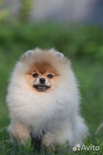 Померанский шпиц медвежьего типа