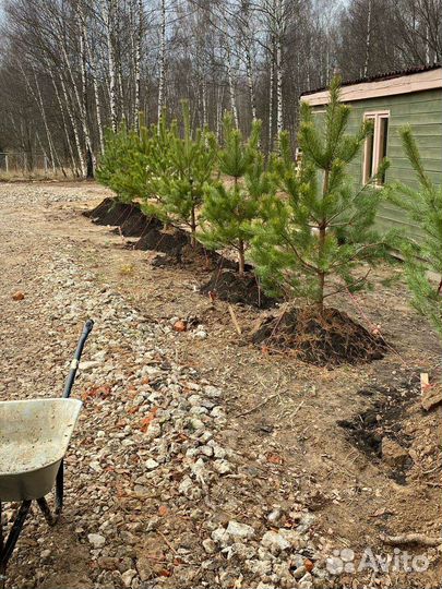 Сосна,ель, саженец для посадки