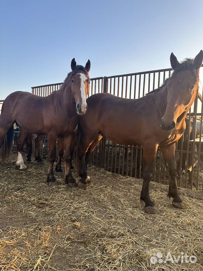 Лошади жеребята