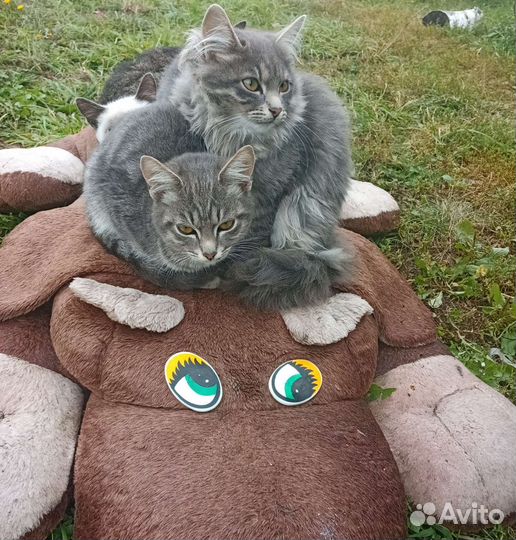 Кошка в дар