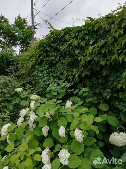 Девичий виноград