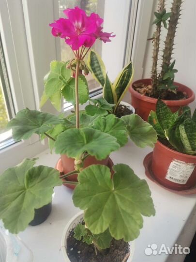 Пеларгония герань малиновая